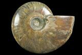 Polished Ammonite Fossil - Madagascar #166683-1